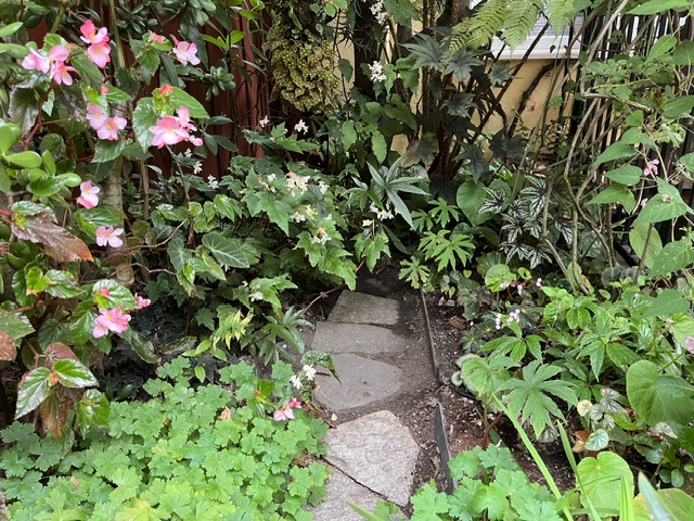 Outdoor Begonias for the SF Bay Area, a Companion Plant
