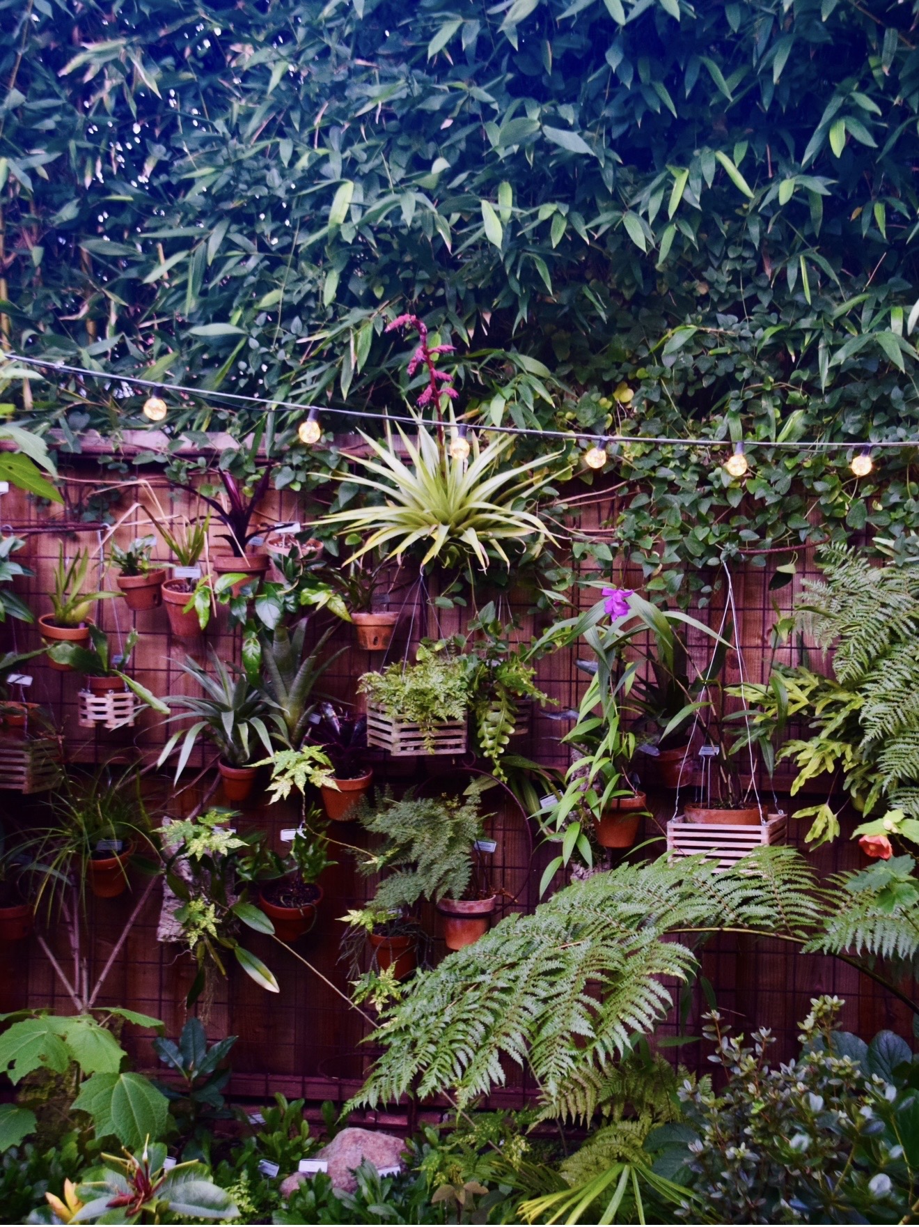Cultivating Cool-Growing Bromeliads and Their Allies in San Francisco